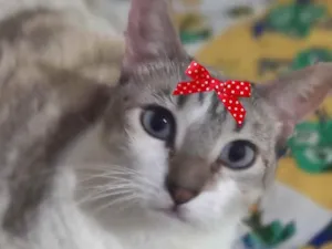 Gato raça Mestiça  idade 1 ano nome Lili 