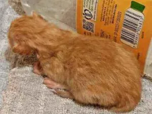 Gato raça Vira lata idade Abaixo de 2 meses nome .....