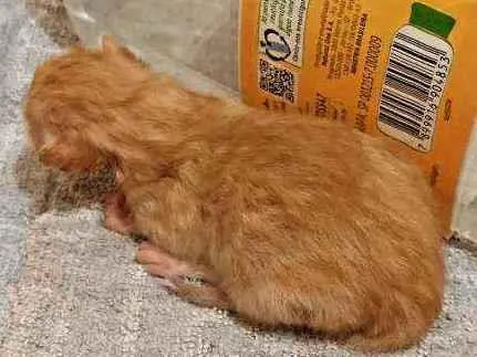 Gato ra a Vira lata idade Abaixo de 2 meses nome .....