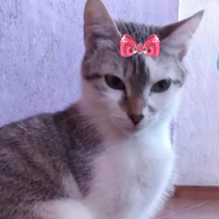 Gato ra a Mestiça  idade 1 ano nome Nicole 