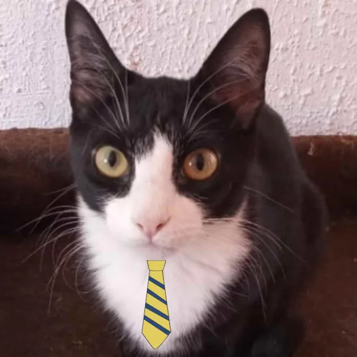 Gato ra a Mestiço  idade 2 a 6 meses nome Bob 