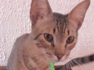 Gato raça Mestiço  idade 2 a 6 meses nome Juca 