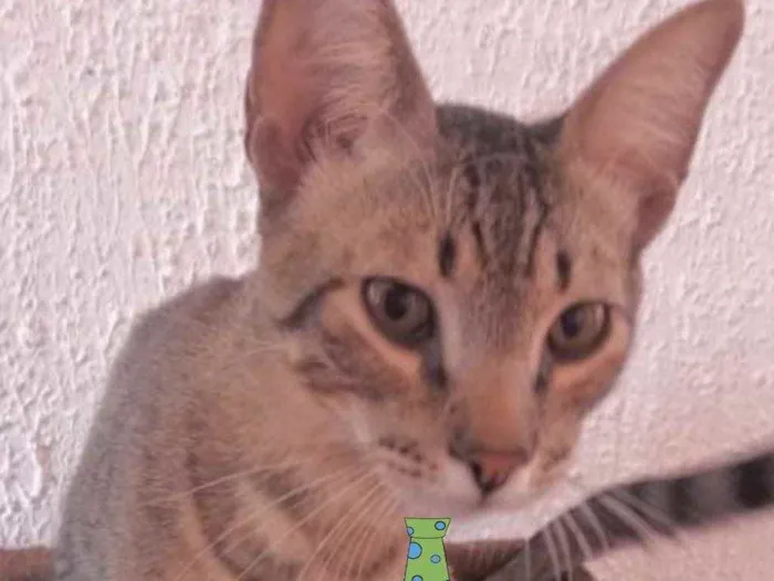 Gato ra a Mestiço  idade 2 a 6 meses nome Juca 