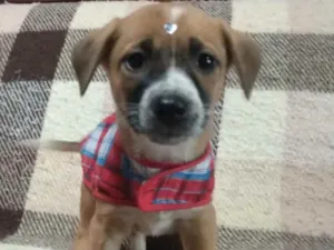 Cachorro raça Srd idade 2 a 6 meses nome Cora