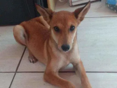 Cachorro raça Não definida idade 2 a 6 meses nome Sem nome