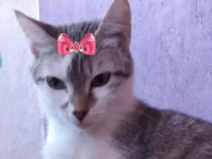 Gato raça Mestiça  idade 1 ano nome Nicole 