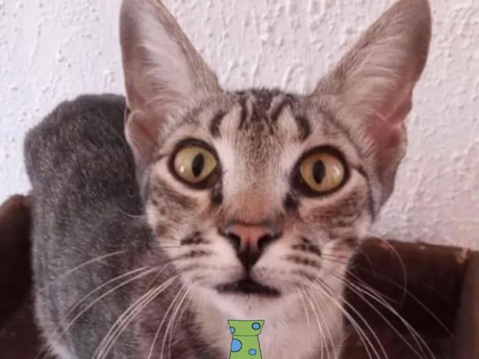 Gato ra a Mestiço  idade 2 a 6 meses nome Simba 