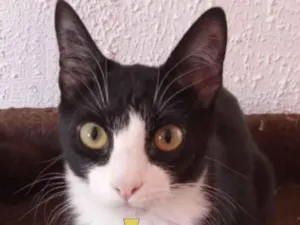 Gato raça Mestiço  idade 2 a 6 meses nome Bob 