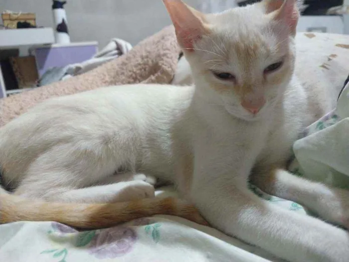 Gato ra a Mistura  idade 2 a 6 meses nome Pluma/ Marry e Rita