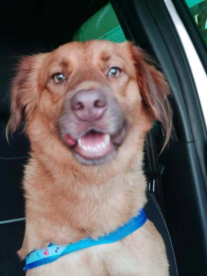 Cachorro ra a Srd idade 7 a 11 meses nome Leozinho