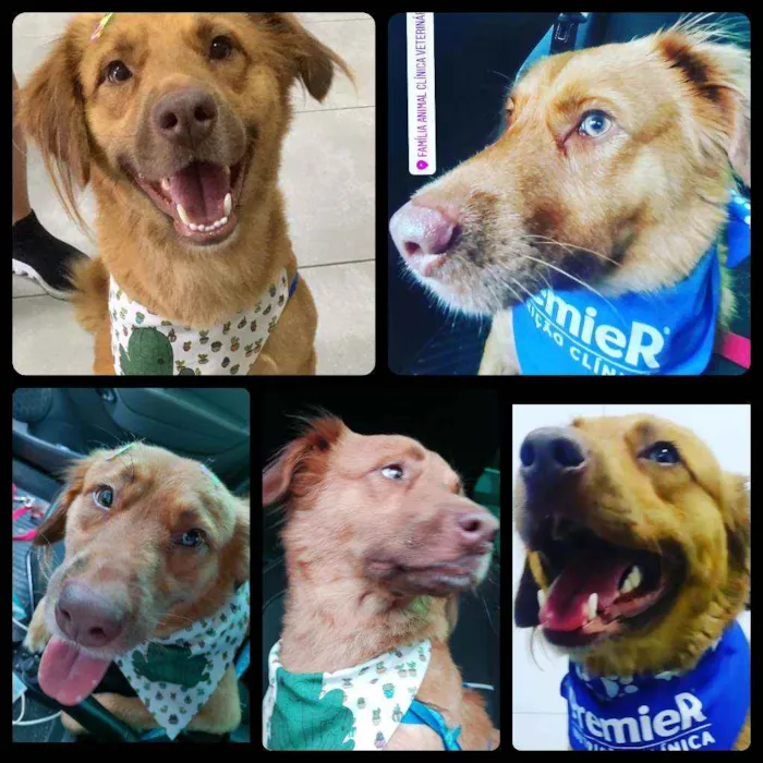 Cachorro ra a Srd idade 7 a 11 meses nome Leozinho