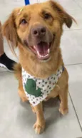 Leozinho