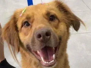 Cachorro raça Srd idade 7 a 11 meses nome Leozinho
