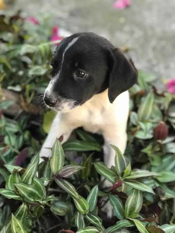 Cachorro raça Viralata idade 2 a 6 meses nome SEM NOME 8