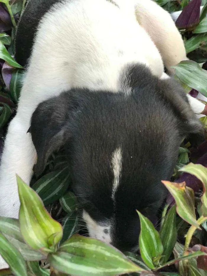 Cachorro raça Viralata idade 2 a 6 meses nome SEM NOME 8
