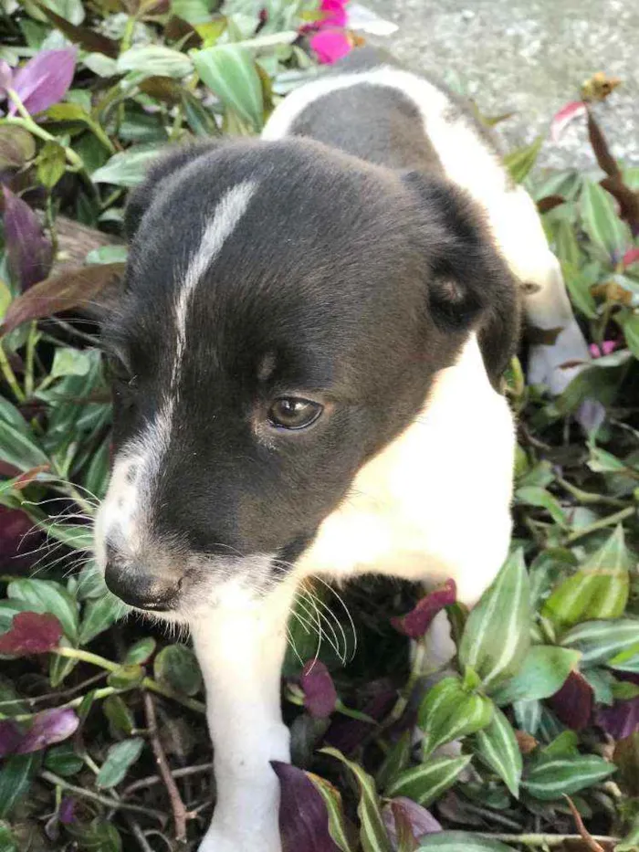 Cachorro raça Viralata idade 2 a 6 meses nome SEM NOME 8