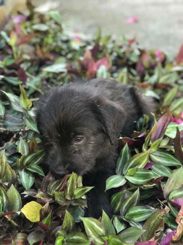 Cachorro raça Viralata idade 2 a 6 meses nome SEM NOME 7
