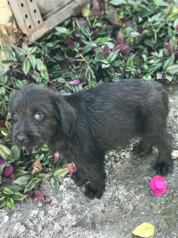 Cachorro raça Viralata idade 2 a 6 meses nome SEM NOME 7