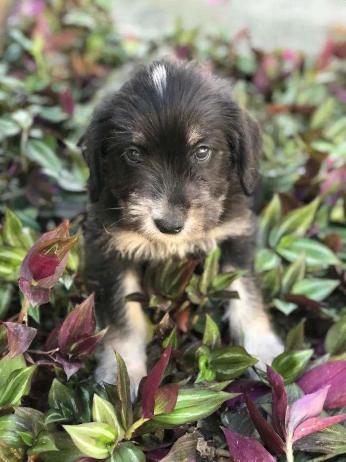 Cachorro raça Viralata idade 2 a 6 meses nome SEM NOME 6
