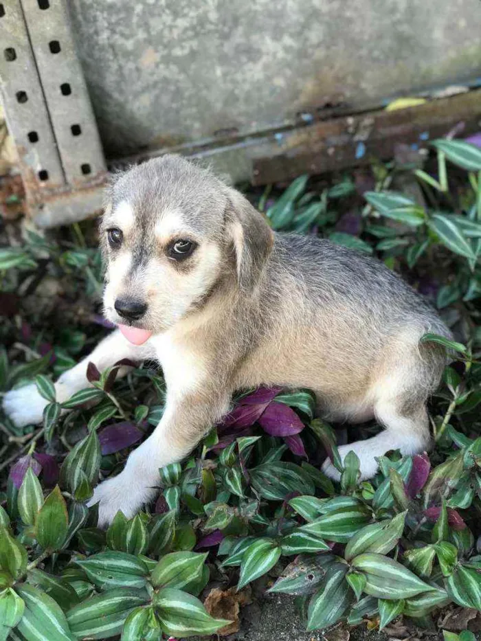 Cachorro raça Viralata idade Abaixo de 2 meses nome SEM NOME 5