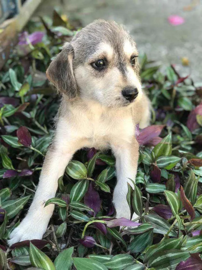 Cachorro raça Viralata idade Abaixo de 2 meses nome SEM NOME 5