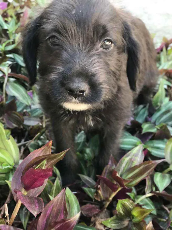 Cachorro raça Viralata idade Abaixo de 2 meses nome SEM NOME 4