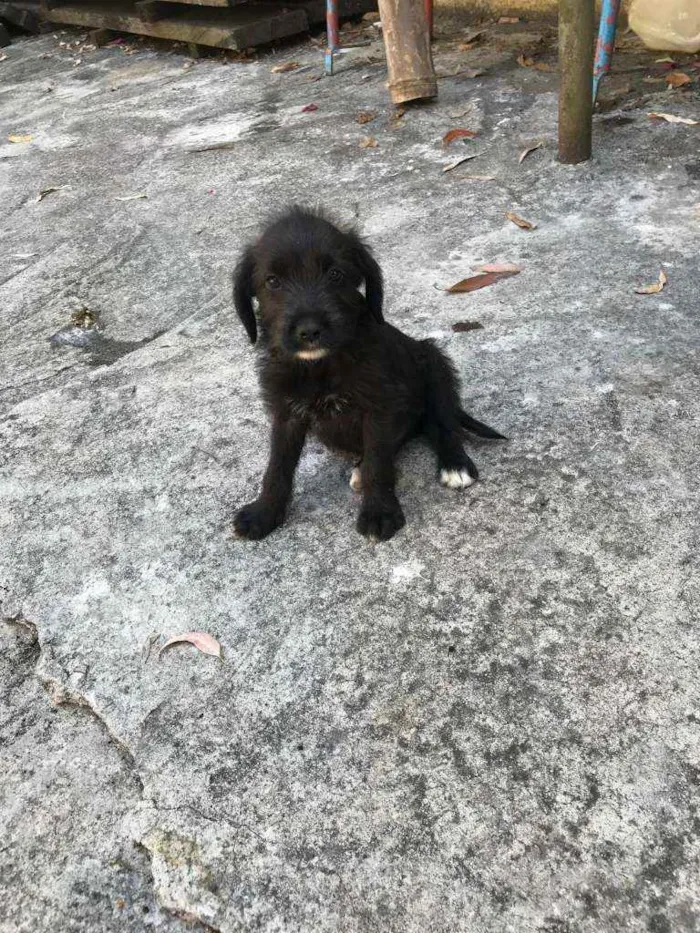 Cachorro raça Viralata idade Abaixo de 2 meses nome SEM NOME 4