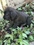 Cachorro raça Viralata idade Abaixo de 2 meses nome SEM NOME 4