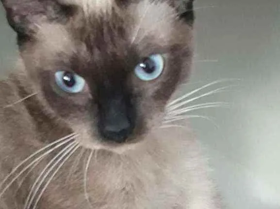 Gato ra a Siamesa idade 1 ano nome Nina