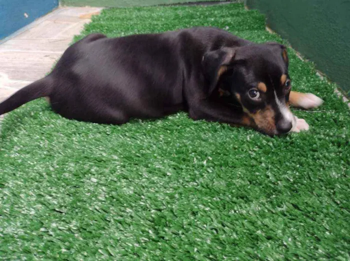 Cachorro ra a SRD idade 2 a 6 meses nome Filhotes 