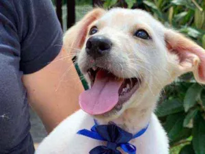Cachorro raça SRD idade 2 a 6 meses nome Toby