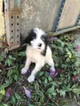 Cachorro raça Viralata idade Abaixo de 2 meses nome SEM NOME  3