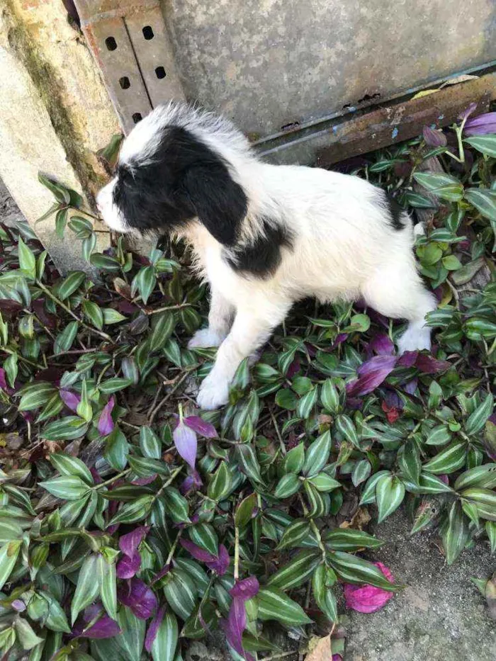 Cachorro raça Viralata idade Abaixo de 2 meses nome SEM NOME  3