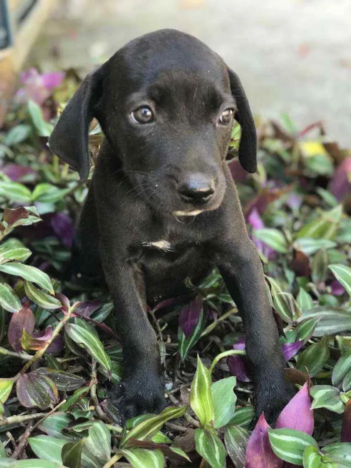 Cachorro raça Viralata idade 2 a 6 meses nome SEM NOME 2