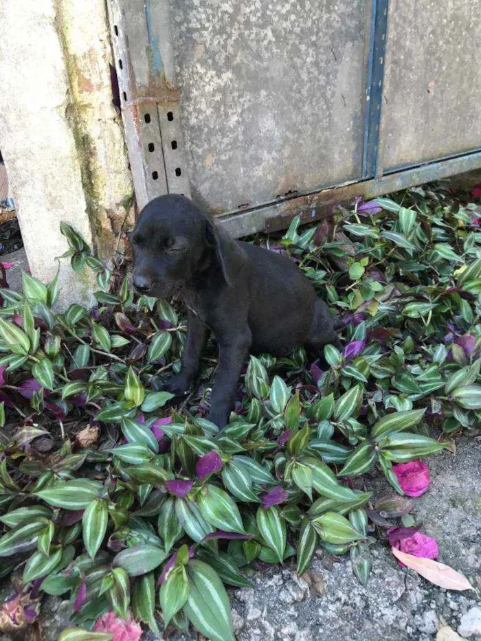Cachorro raça Viralata idade 2 a 6 meses nome SEM NOME 2