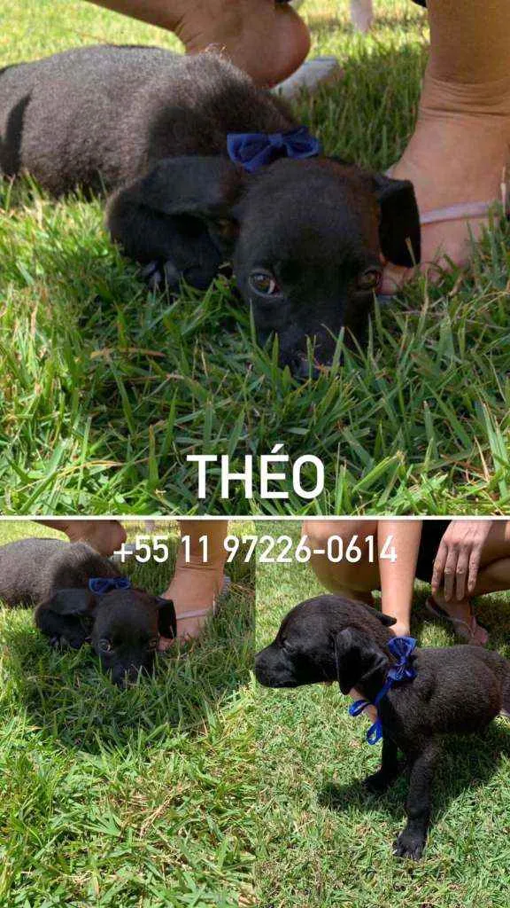 Cachorro raça SRD idade 2 a 6 meses nome Marie