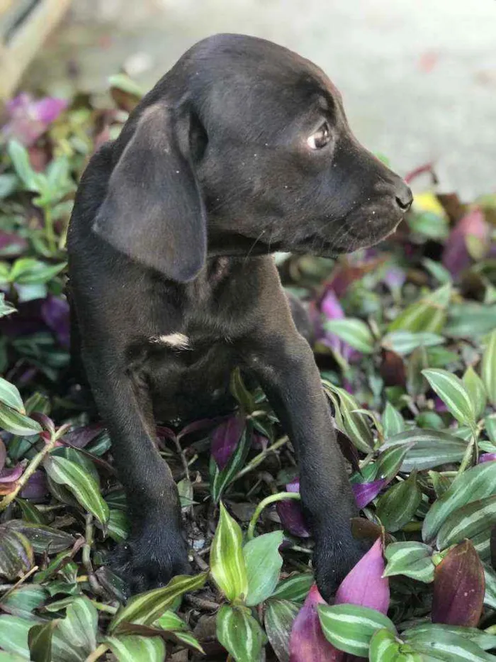 Cachorro raça Viralata idade 2 a 6 meses nome SEM NOME 2
