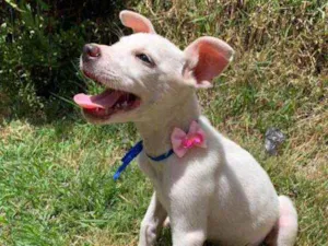 Cachorro raça SRD idade 2 a 6 meses nome Marie