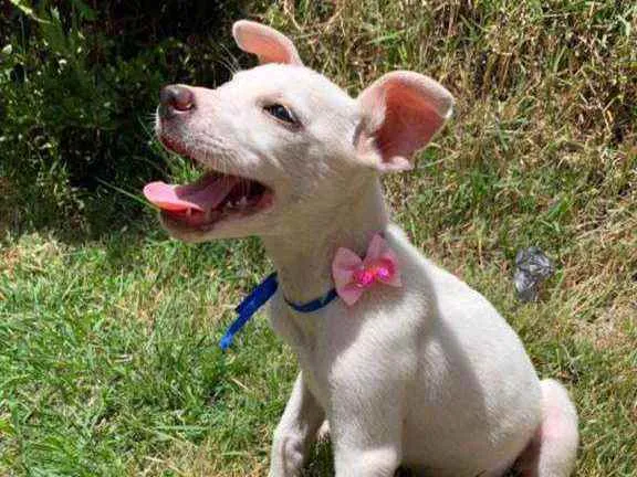 Cachorro raça SRD idade 2 a 6 meses nome Marie