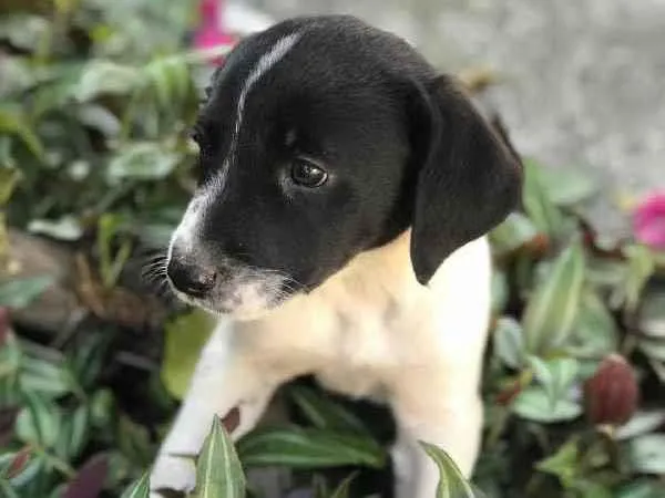 Cachorro raça Viralata idade 2 a 6 meses nome SEM NOME 8