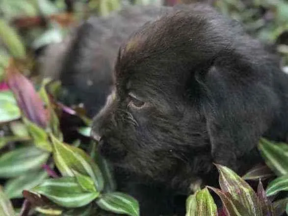 Cachorro raça Viralata idade 2 a 6 meses nome SEM NOME 7