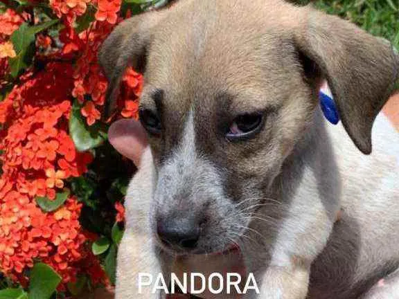 Cachorro raça SRD idade 2 a 6 meses nome Pandora