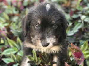 Cachorro raça Viralata idade 2 a 6 meses nome SEM NOME 6
