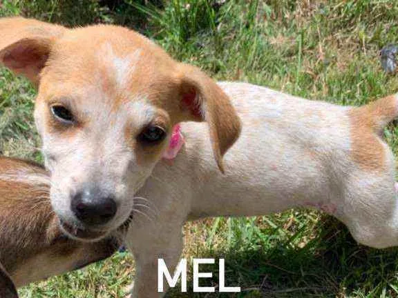 Cachorro raça SRD idade 2 a 6 meses nome Mel