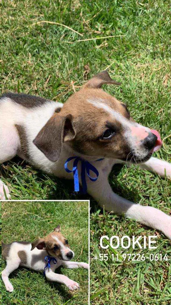 Cachorro raça SRD idade 2 a 6 meses nome Cookie