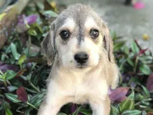 Cachorro raça Viralata idade Abaixo de 2 meses nome SEM NOME 5