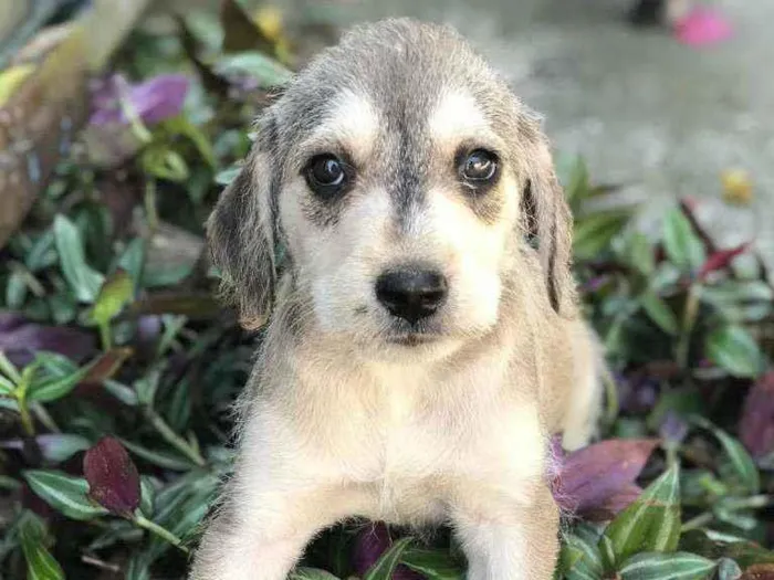 Cachorro raça Viralata idade Abaixo de 2 meses nome SEM NOME 5