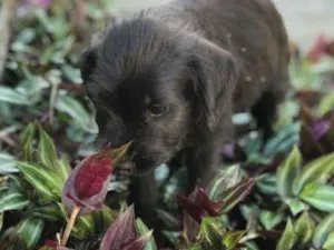 Cachorro raça Viralata idade Abaixo de 2 meses nome SEM NOME 4