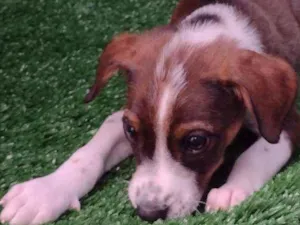 Cachorro raça SRD idade 2 a 6 meses nome Filhotes 