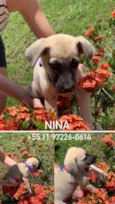 Cachorro raça SRD idade 2 a 6 meses nome Nina